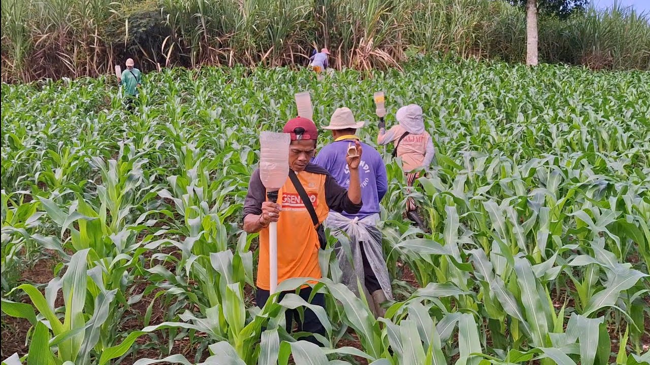 Singkat Dan Murah Biaya ‼️ Sistem Pemupukan Jagung Yang Sangat Sederhana