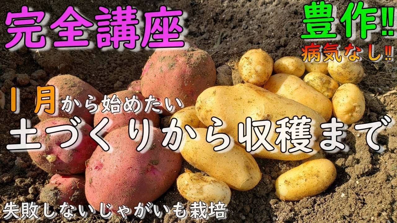 【じゃがいも完全講座】安心安全な畑の土づくりから収穫まで