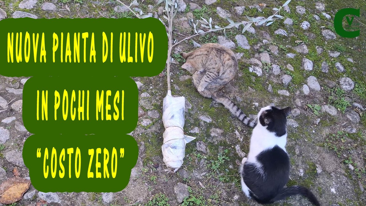 Margotta aerea dell'ulivo / Propagazione dell'olivo: piantine a 