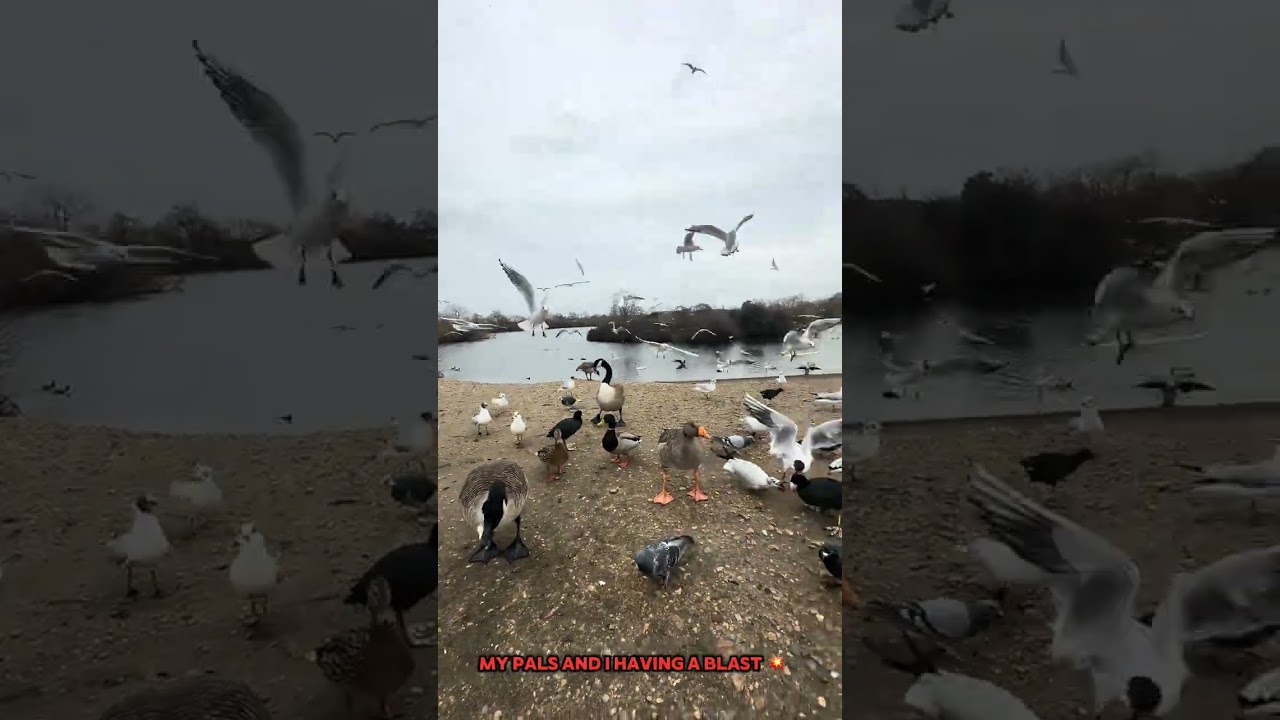 Park Vibes & Mallard and Ducks Moments