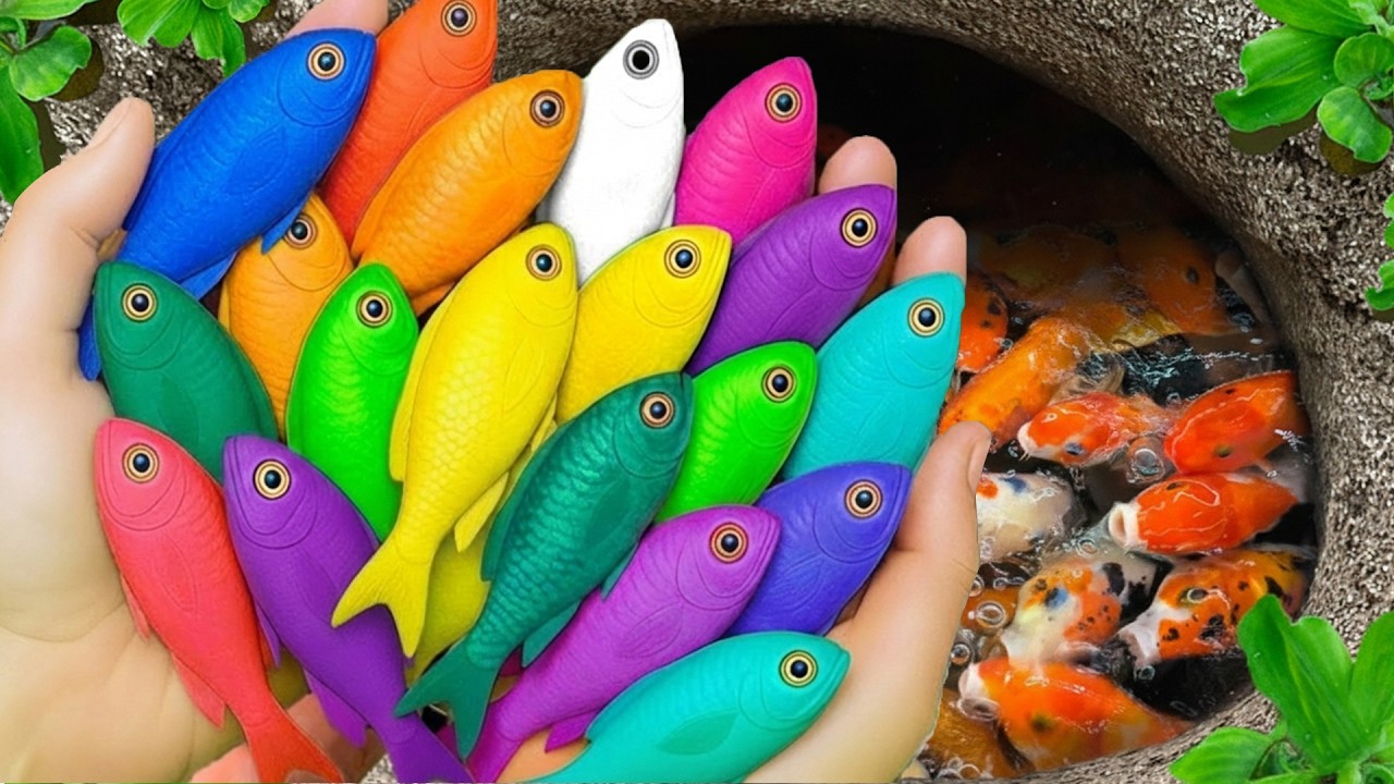 Catch beautiful aquarium fish in small pond baby turtles, pencil fish, rat fish, blu guppies, spider