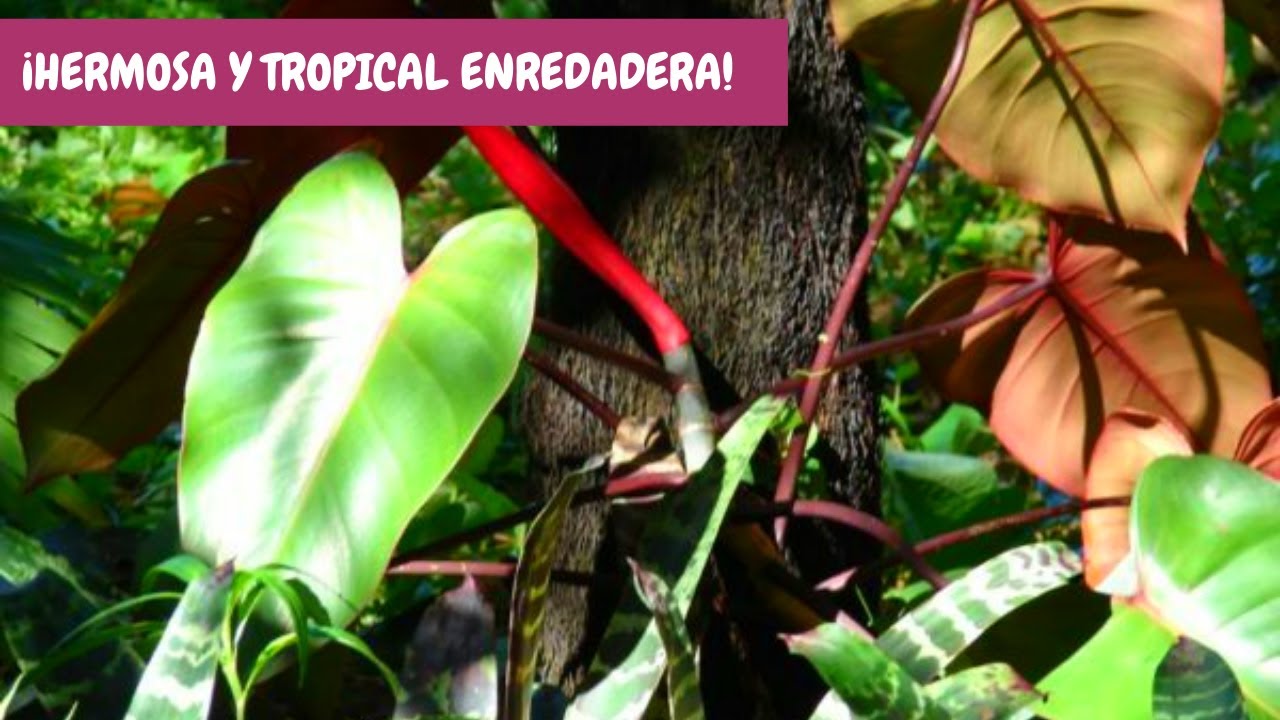 Filodendro Congo Rojo: cuicados básicos | ¡Una sensacional planta de la selva para interiores!