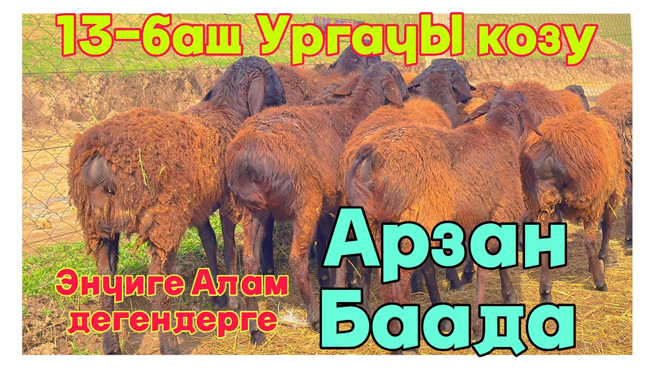 13-баш Ургачы Козулар Сатылат Арзан баада@BARPYKG 