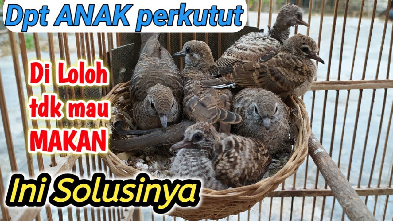 cara meloloh perkutut || tdk mau makan dg mudah