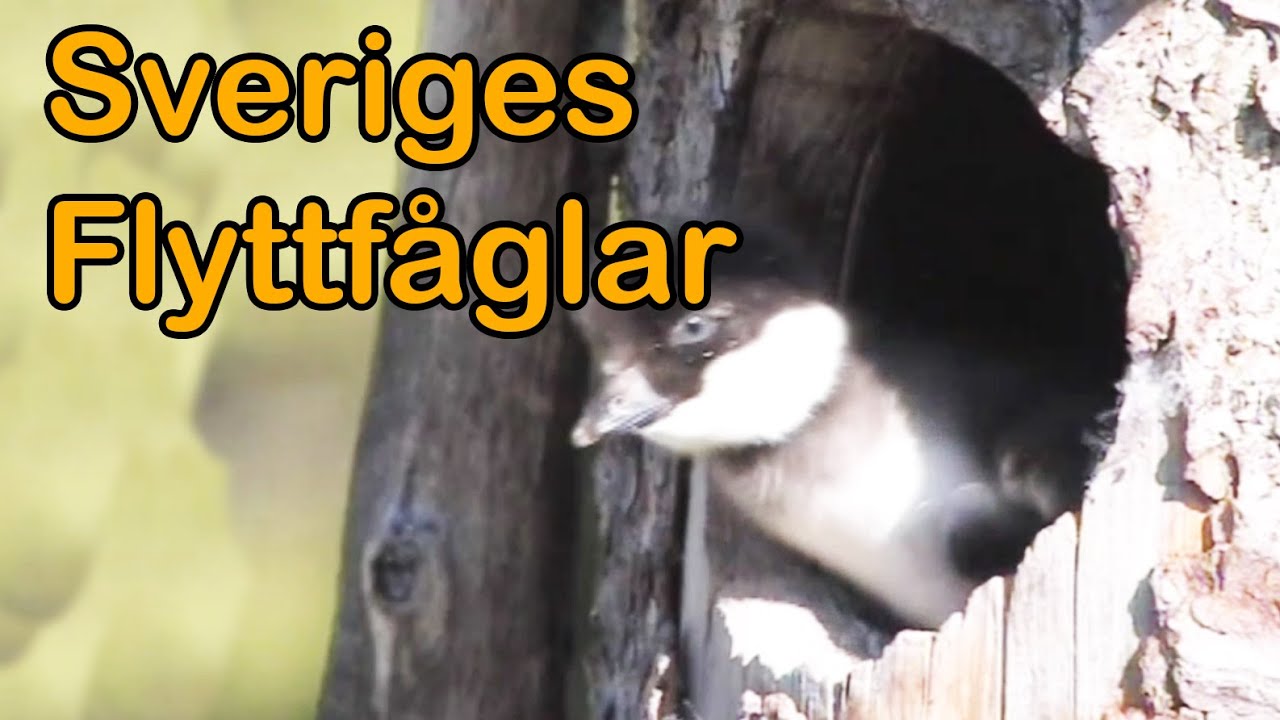 Sveriges Flyttfåglar