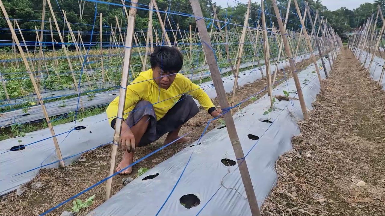 SMART FARMING TRICK: A UNIQUE WAY TO INSPECT CHILI SEEDLINGS AFTER PLANTING!-agriculture farming