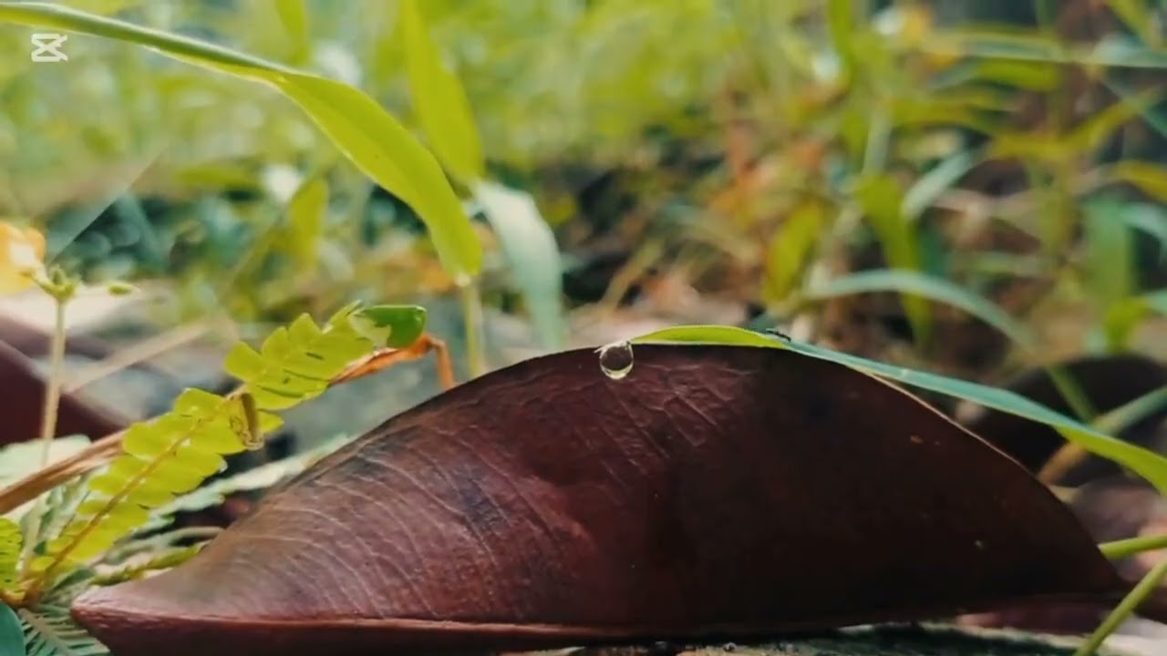 🌿 The Beauty of Nature | Cinematic Journey 🌄 #NatureCinematic #4KScenery #NatureLover #Serenity