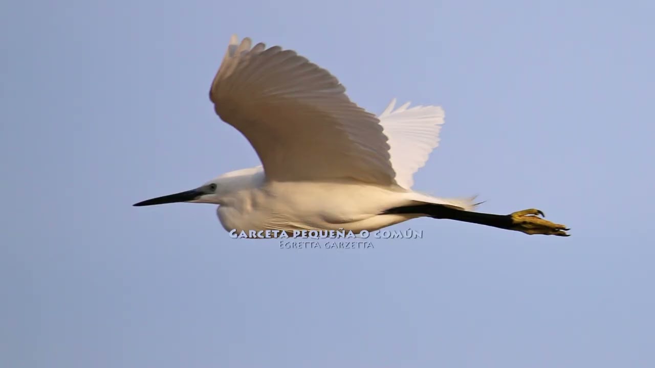 Garzas, Garcetas, Garcillas