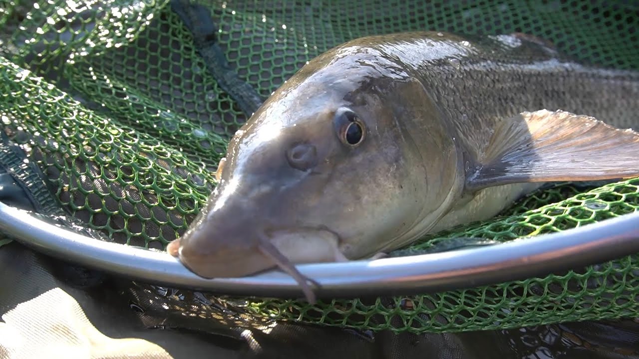 Pesca all'inglese - Barbo invernale
