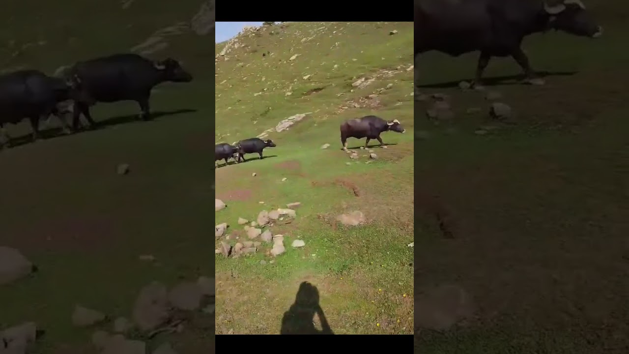 gojri Pahari song gujari pahadi geet gujari pahadi gana gujari pahadi song gujari pahadi geet jejwje