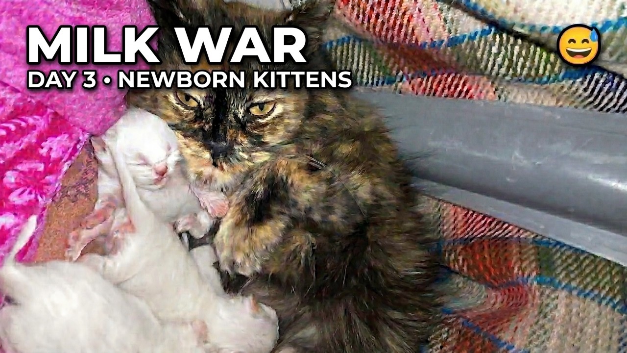 Tiny Milk Battle 😅 | Day 3 Newborn Kittens Feeding (20 Minutes)
