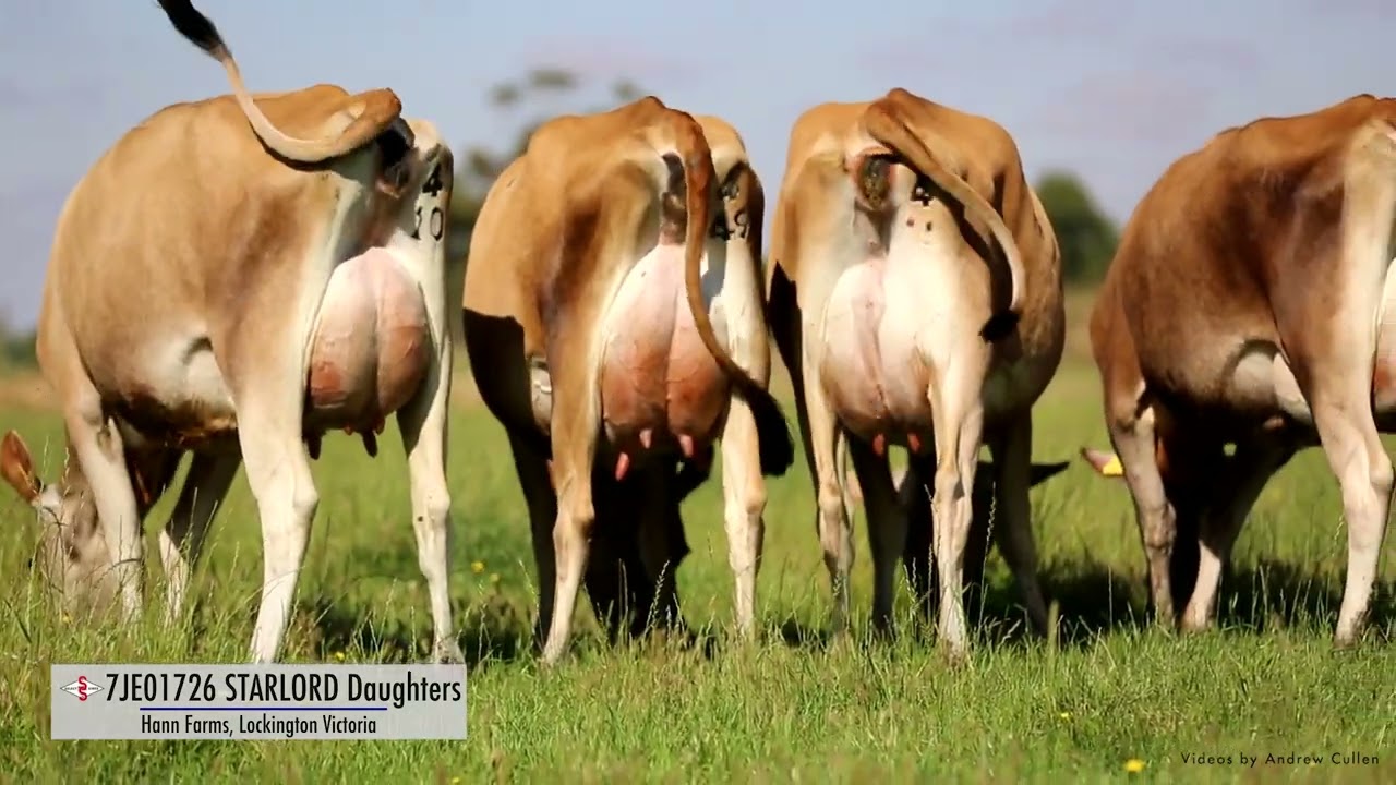 WWS Australia - STARLORD Daughters