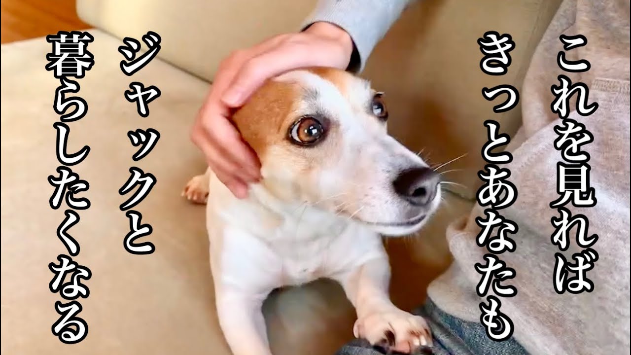 ジャックラッセルテリアの熱烈お出迎え9連発　Mira Jack Russell Terrier