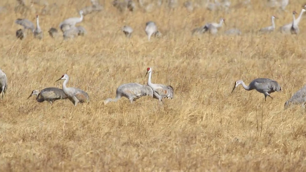 Sandhill cranes in central Nebraska February 12 2026