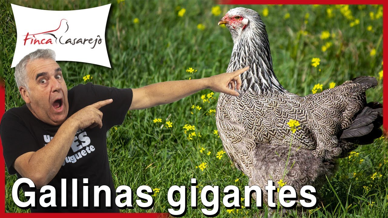 5 пород ГИГАНТСКИХ КУР 🐔😲