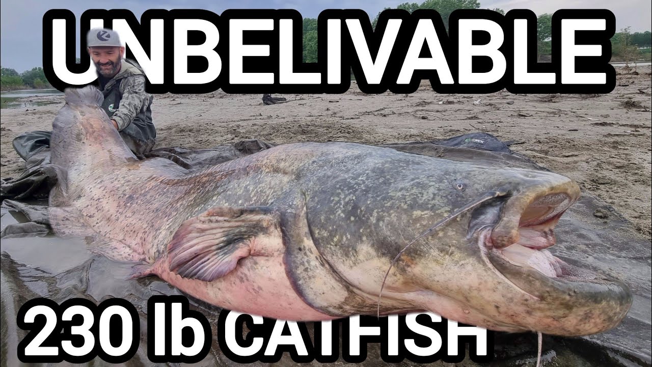 Big 230 pounder fish at night in a muddy river by Catfish World