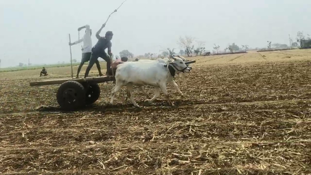కొణిదెల ఎద్దుల పరుగు పందెం పోటీలు...