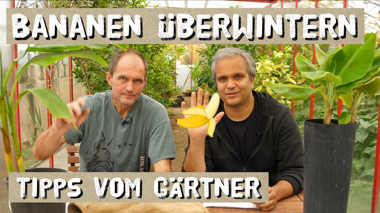 Bananen richtig &uuml;berwintern - im Freiland und im Haus