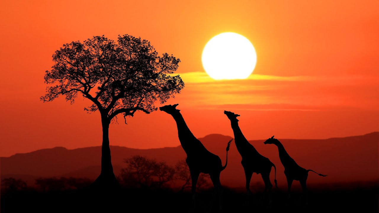 Kenya autentico: Diani, Watamu, Jacaranda Beach e Safari nello Tsavo East