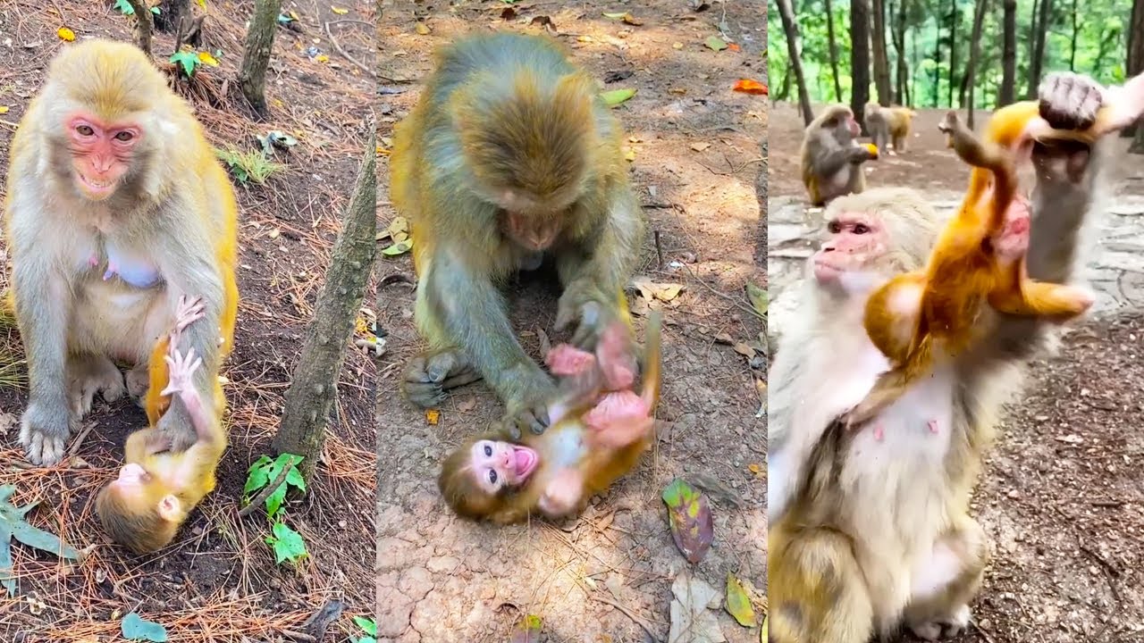 Monkey mother still blocks baby from breastfeeding even when poor baby is hungry