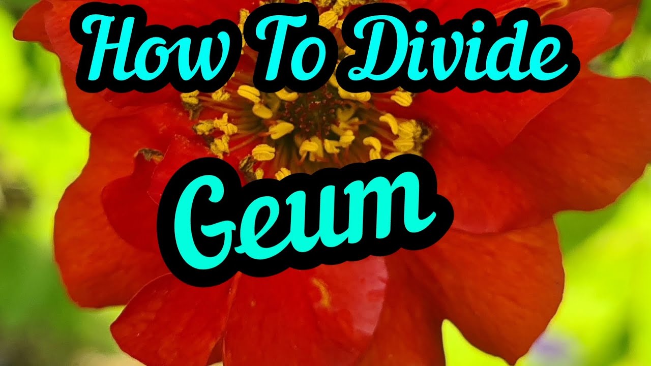 How to divide Geum