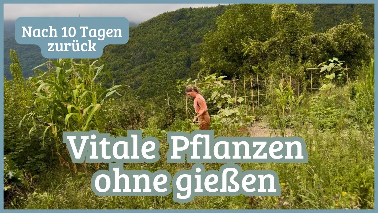 Vitale Pflanzen ohne gießen | Nach 10 Tagen zurück im Garten - Teil 2