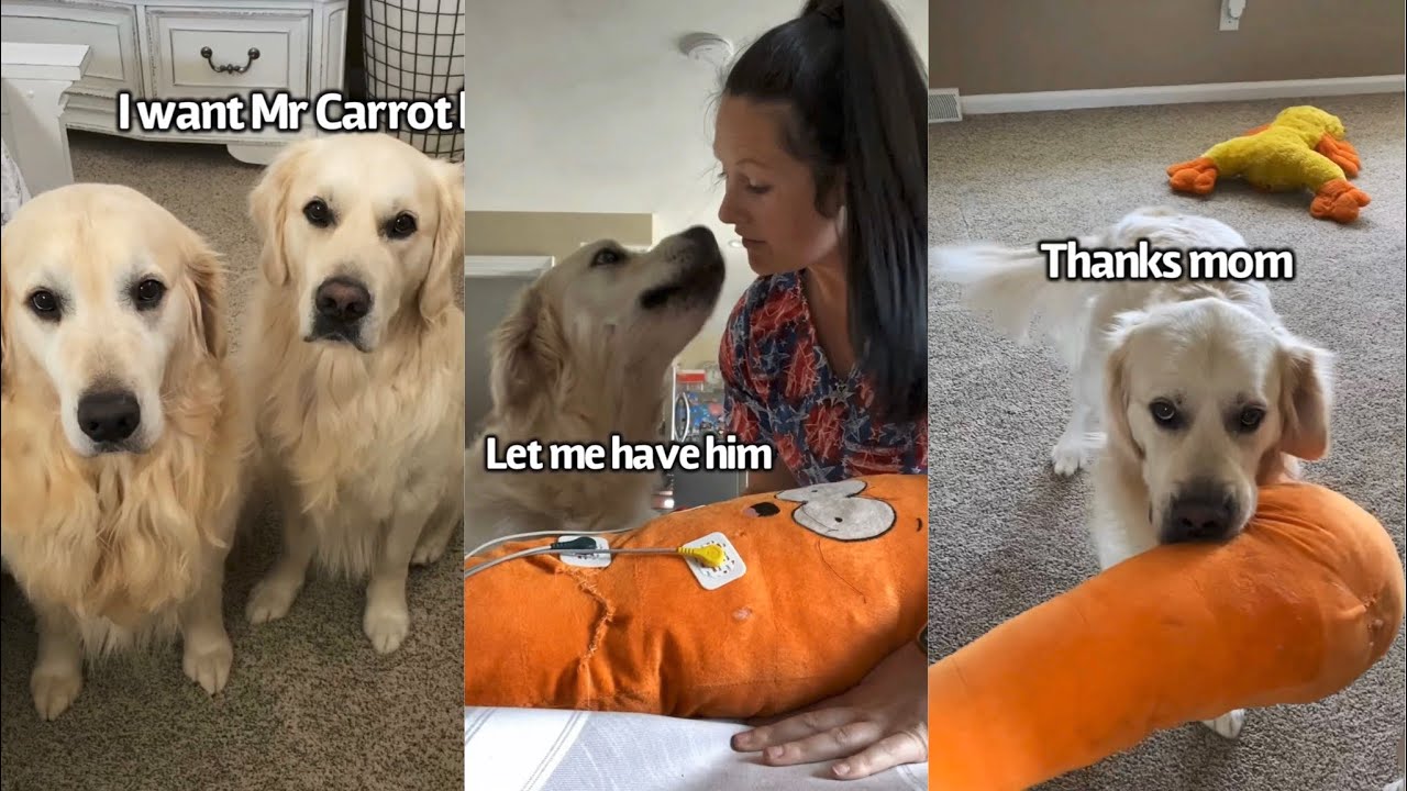 Dogs Favorite Toy Has Surgery