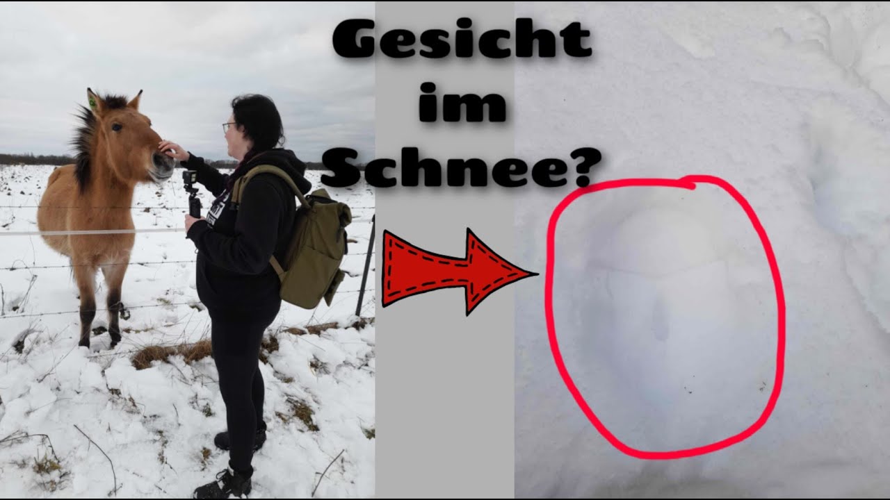 Möhnesee 25km Wanderung | Talsperre | Weidelandschaft Kleiberg