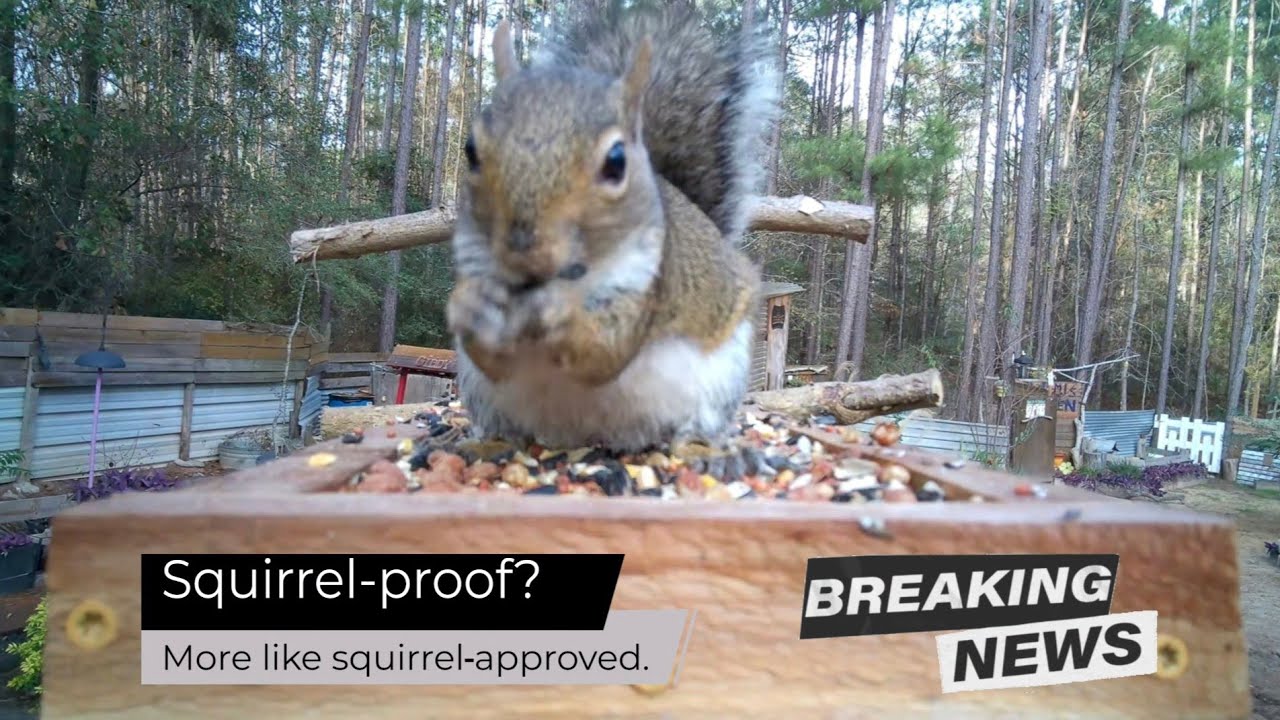 The Diner Has Been Compromised #squirrel #nature
