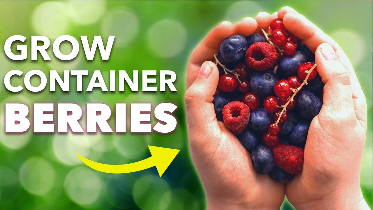 How To Grow Blueberries, Raspberries and Currants in Containers