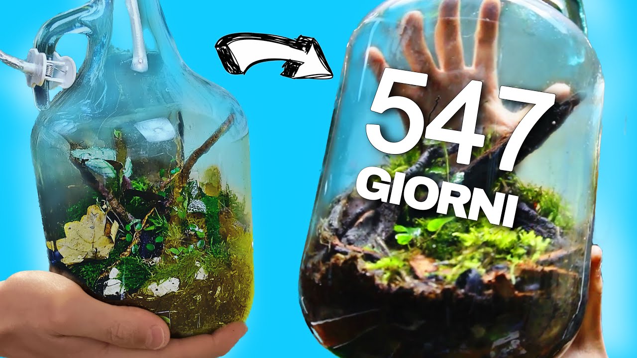 Ho Creato un TERRARIO PERPETUO 547 giorni fa. Com’è adesso?