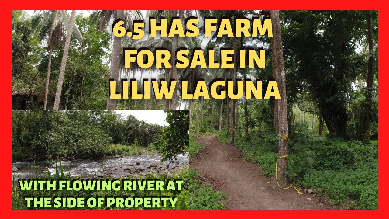 6.5 Has Coconut and Lanzones Farm Land in Liliw Laguna for Sale (Lot Code: 2333)
