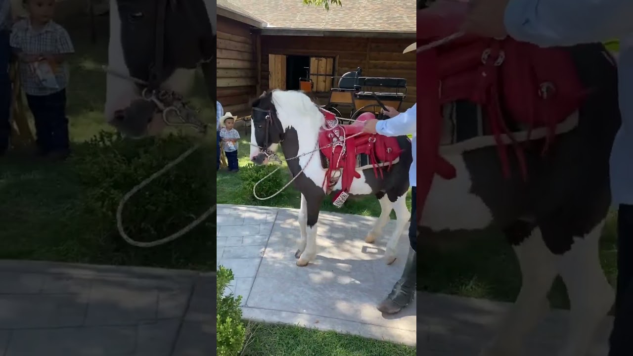 Ponny🐴 #ponny #caballosbailadores #caballos #caballosfinos #podcast #horse #culiacan #caballo