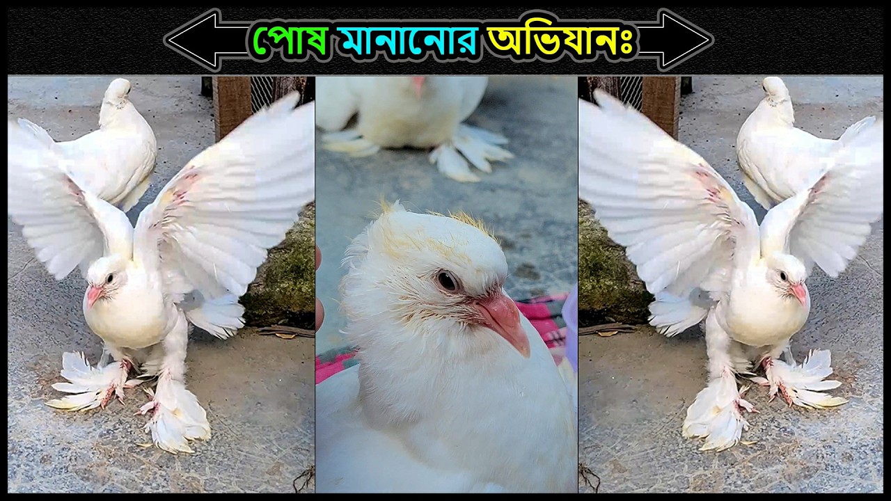 কবুতরকে সুপার টেম করার উপায় 💗 কবুতরের বাচ্চার হ্যান্ড ফিডিং 💗লাক্কা কবুতর💗Kobutor🔥 Jactok পাখি ভাইয়া