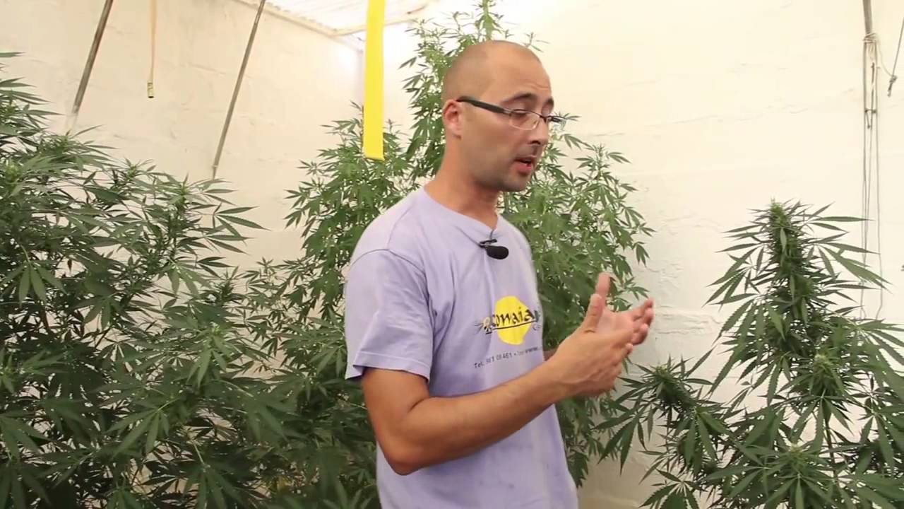 Cannabis ✤ Marihuana Al Natural 7 Invernadero doméstico