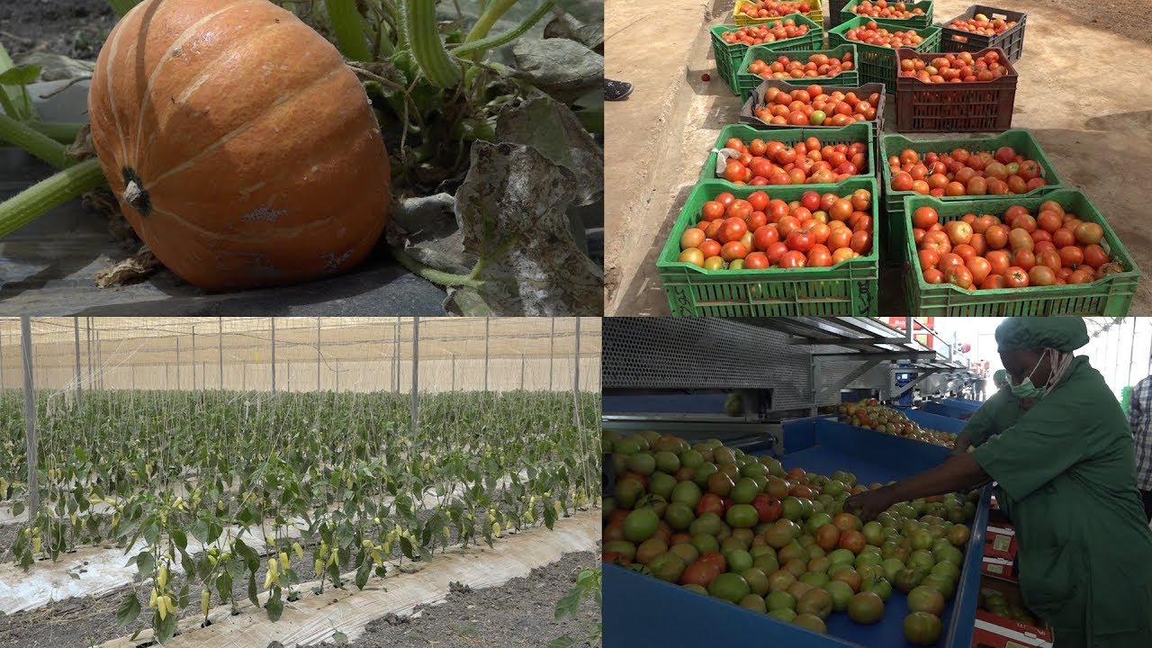 Les Domaines agricoles de Thiès à l'ère de l'agriculture 3 0