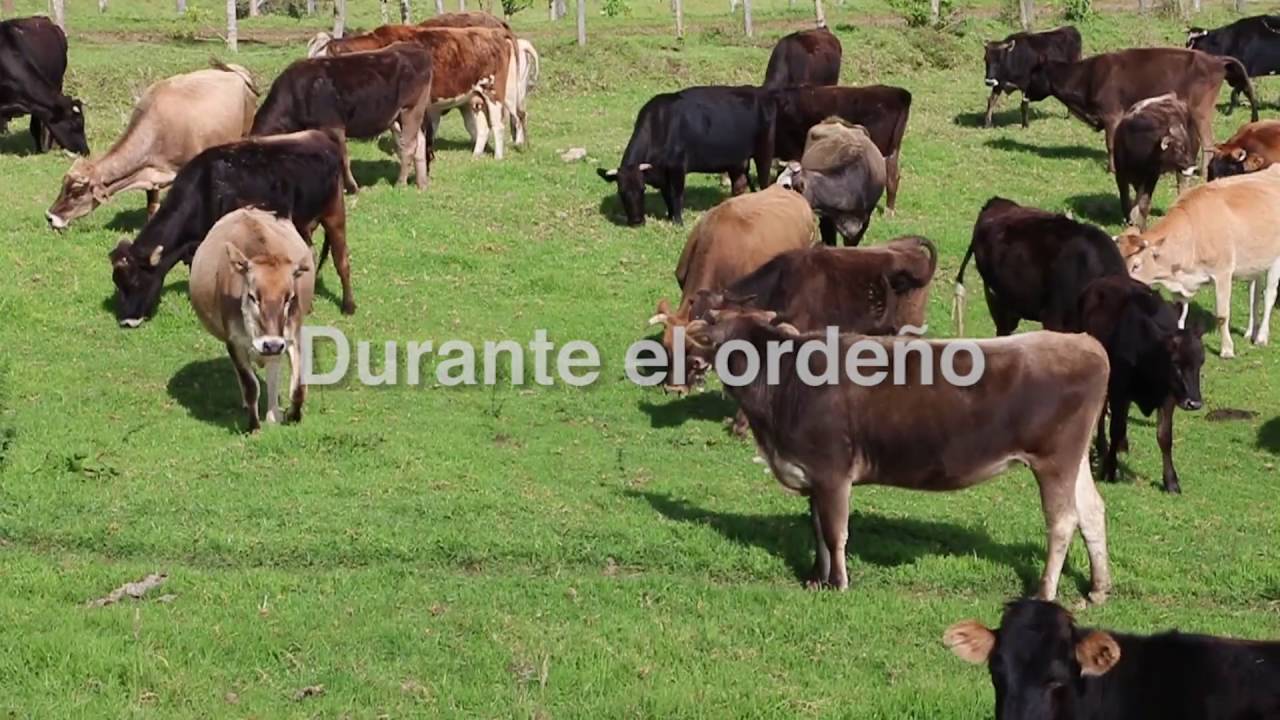 Buenas pr&aacute;cticas de orde&ntilde;o manual