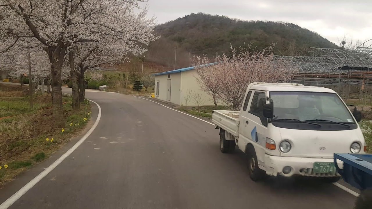 고남리 저수지길의 벚꽃