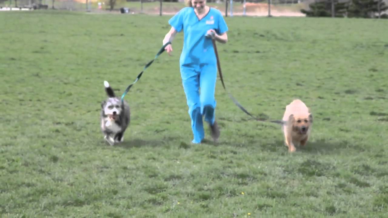 ADOPT  Nancy & Zephyr (aka Sepehr) from Iran's Vafa Animal Shelter - Now in Toronto