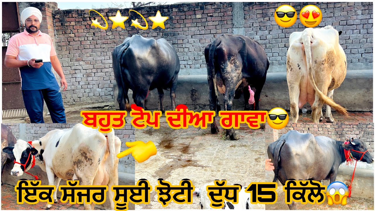 8 March 2026 PH (8569088513)-(8968480102)👈 ਬਹੁਤ ਟੋਪ ਦੇ ਪਸ਼ੂ ਵਿਕਾਊ ⭐️💫⭐️💫