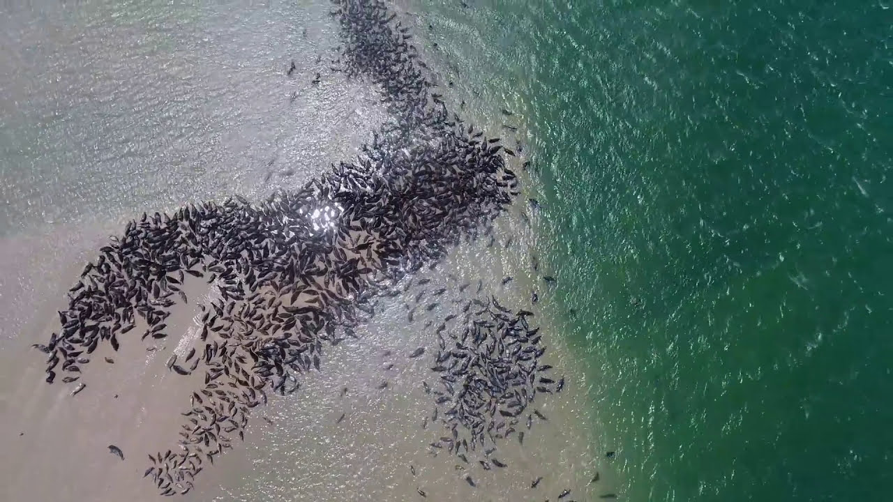 Great white shark patrol at Chatham, Cape Cod Aerial