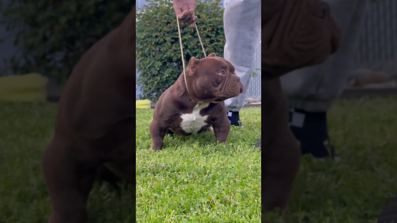 Smokey da P exotic American bully #americanbully #exoticbully
