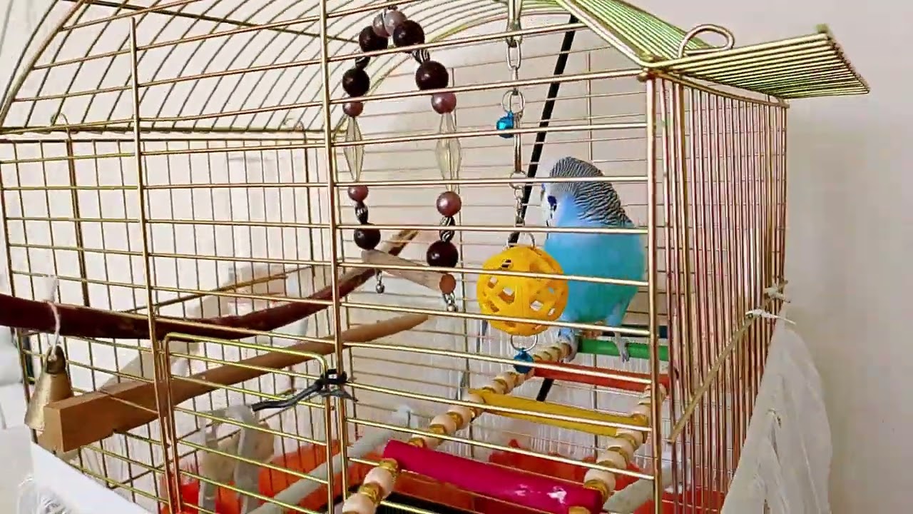 kuş 🐦 kafesteki  hayatı