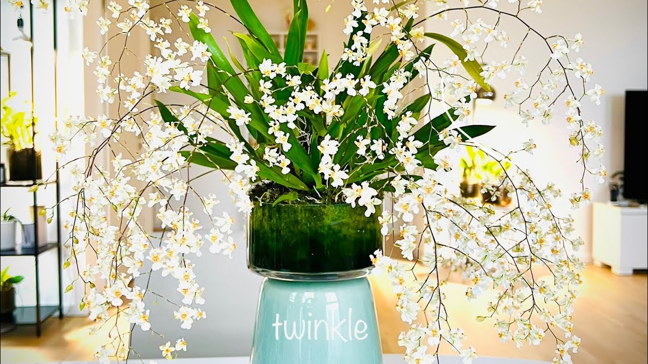 Oncidium Tiny Twinkle in Bloom