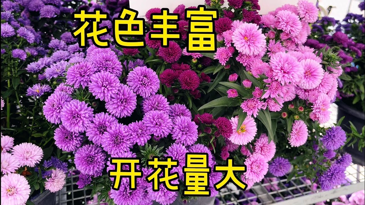 开花很容易就爆盆的紫苑/紫菀/翠菊/Aster Reine marguerite 【莎拉养花】