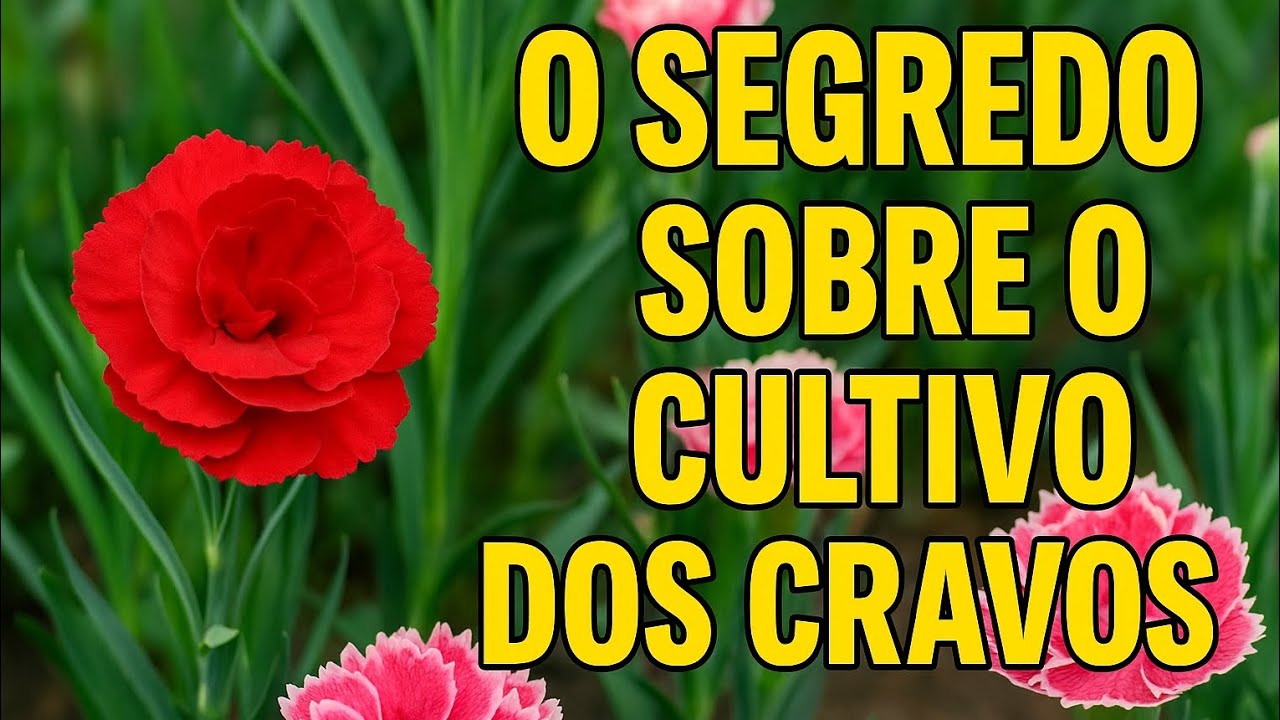 COMO CUIDAR DE CRAVOS E TER FLORES O ANO TODO!!!