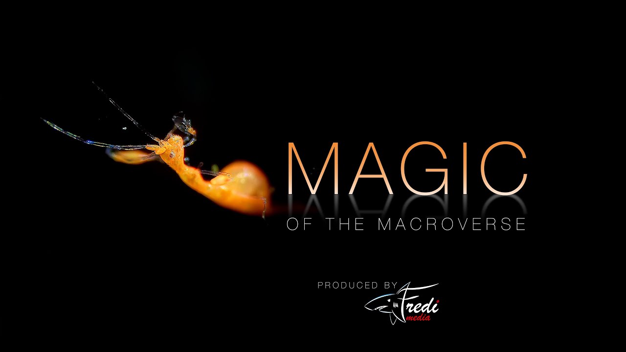 MAGIC OF THE MACROVERSE