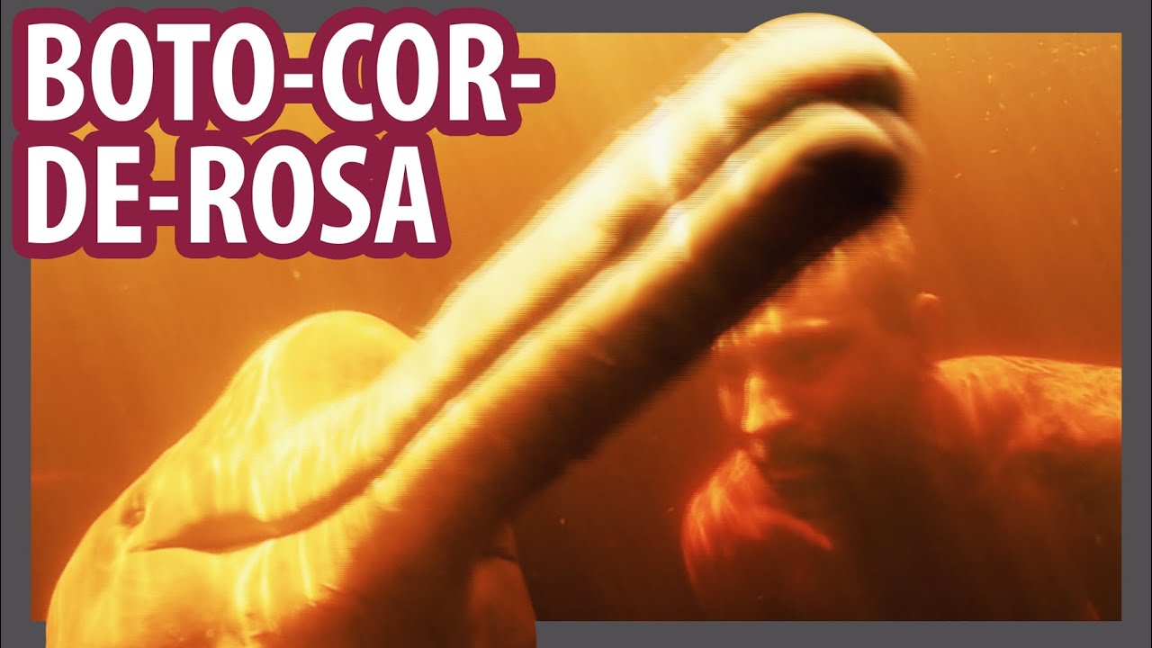 Boto-Cor-de-Rosa Misterioso no Rio Negro -Amazônia- Lawrence Wahba