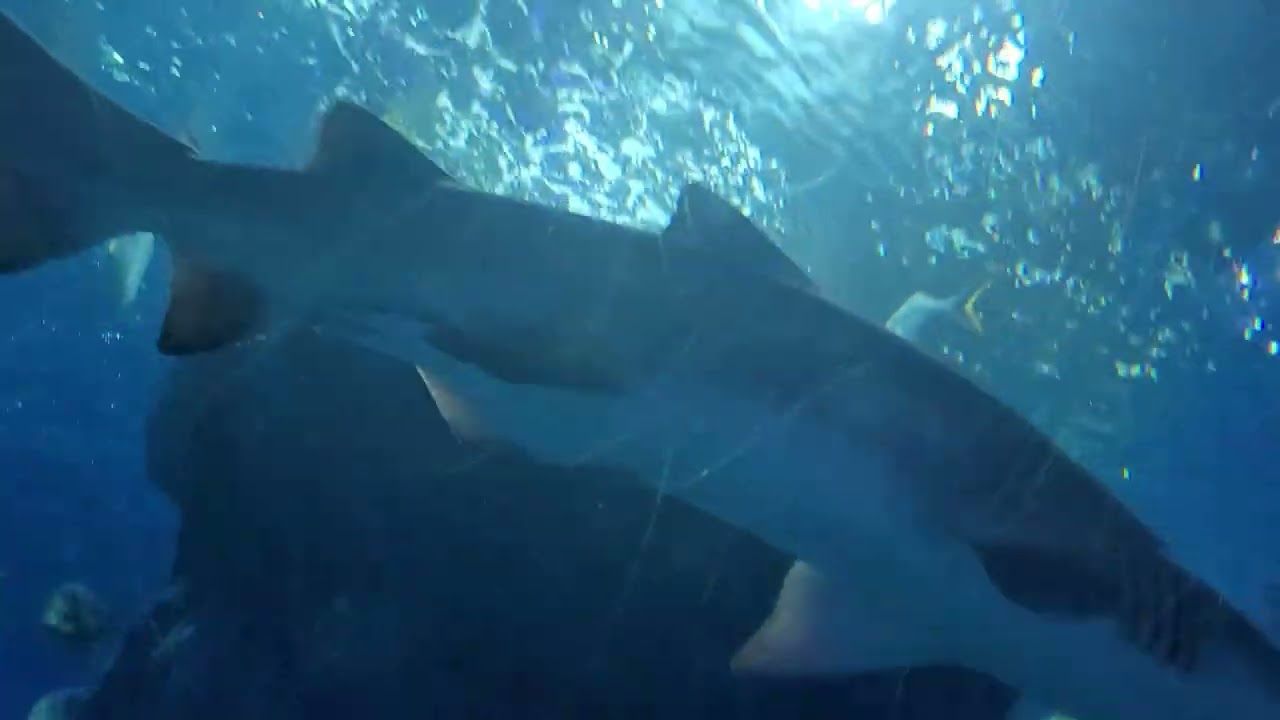 SEA LIFE 부산아쿠아리움 샌드타이거상어(그레이너스 상어)