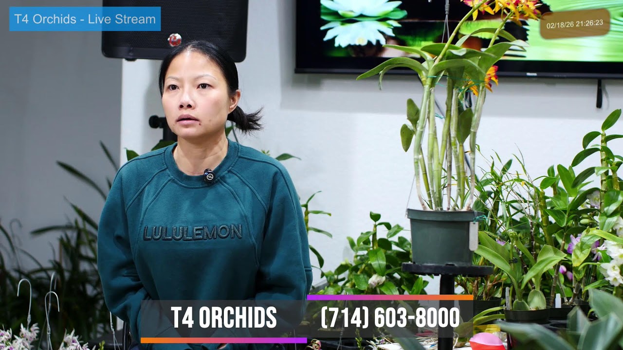 T4 Orchids ~ Livestream Feb 18, 2026  ~ Sell & Trade All Orchids Collections~ (714) 603-8000